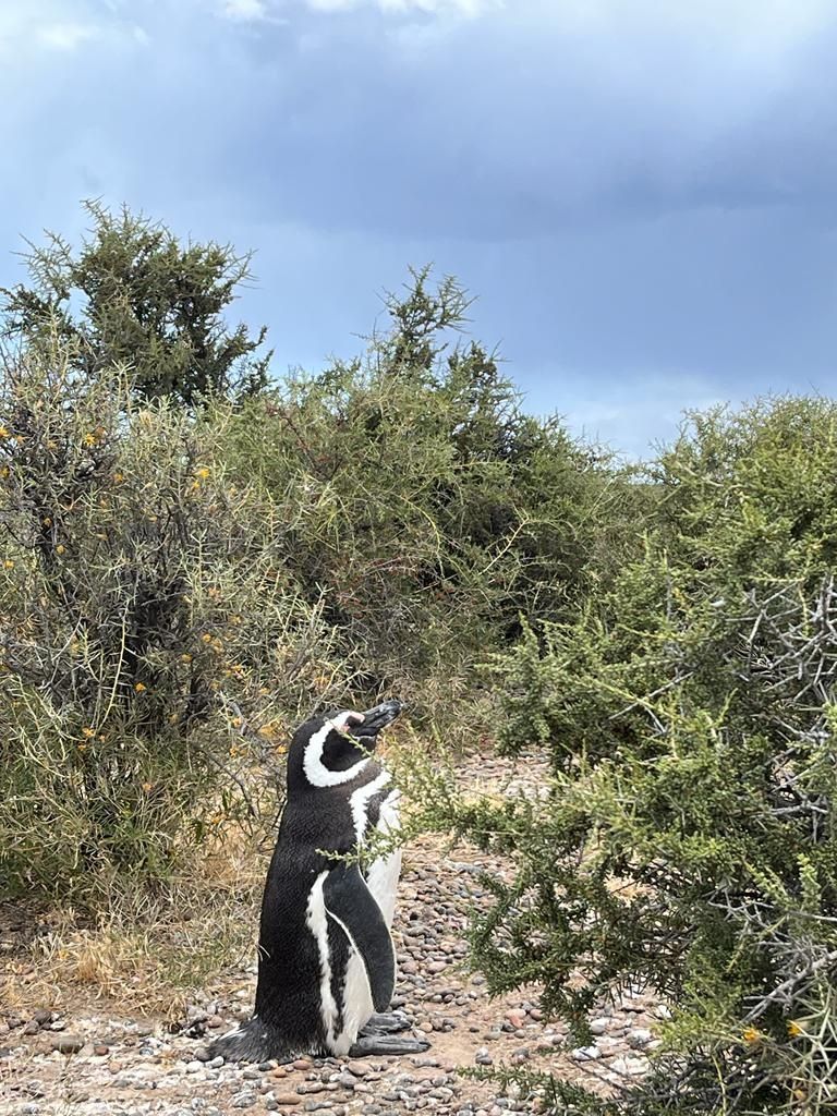 punta tombo puerto madryn