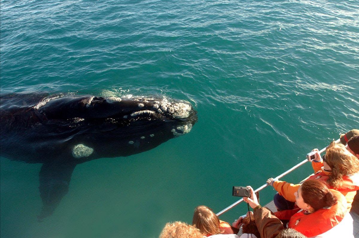 puerto madryn ballenas