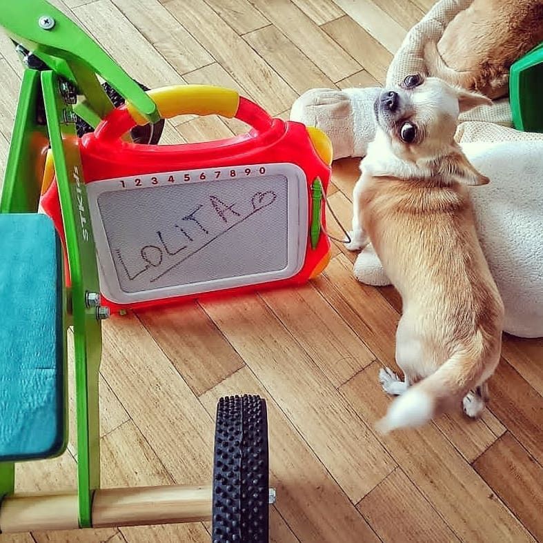 Lolita Prada, la perra instagramer.