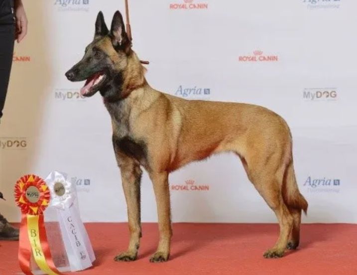 Emiliano Dibu Martínez y su perro. (Foto: Archivo)