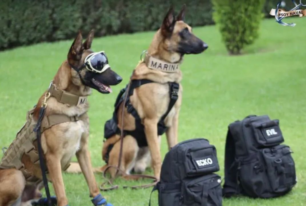 Emiliano Dibu Martínez y su perro. (Foto: Archivo)