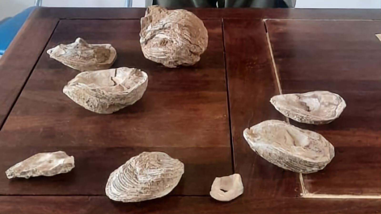 Los fósiles incautados por Gendarmería