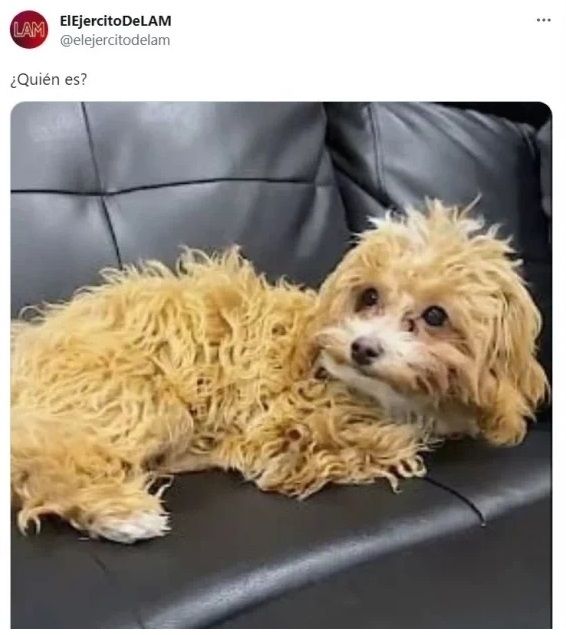 La foto de Caramelo.