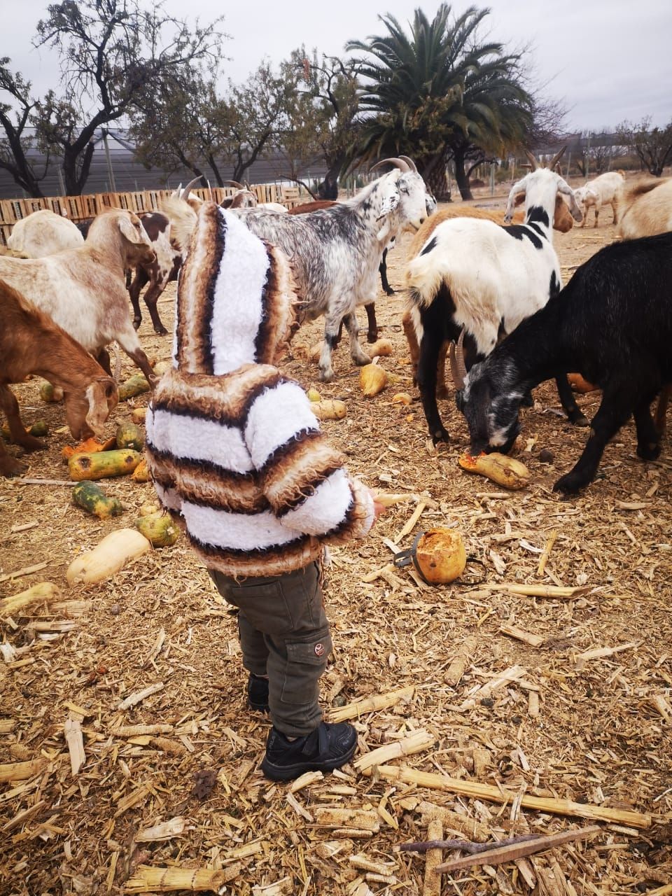 niño con cabras tratamiento natural