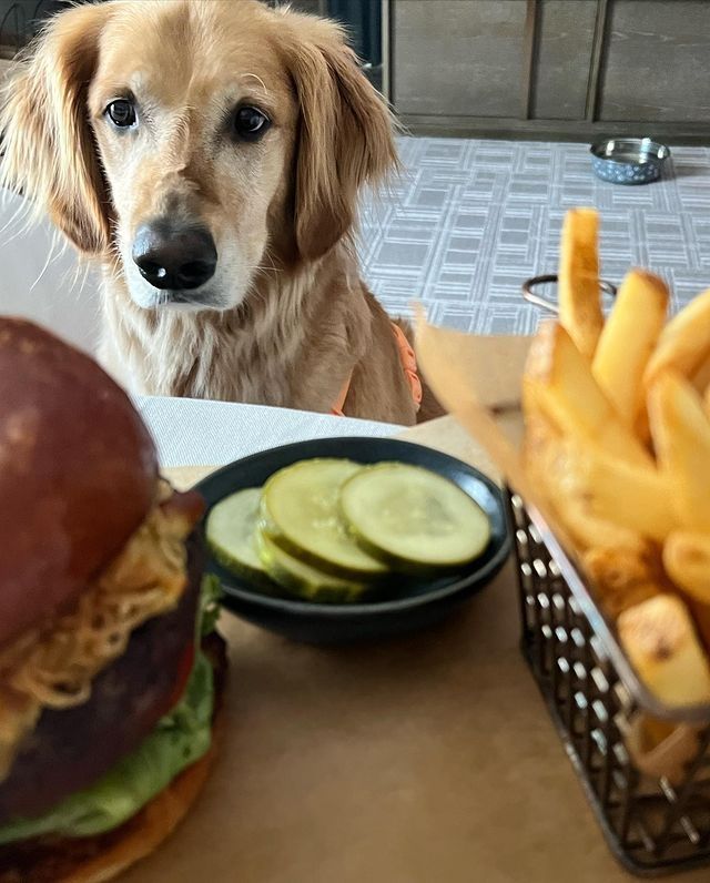 El perro de Loly Antoniale. 