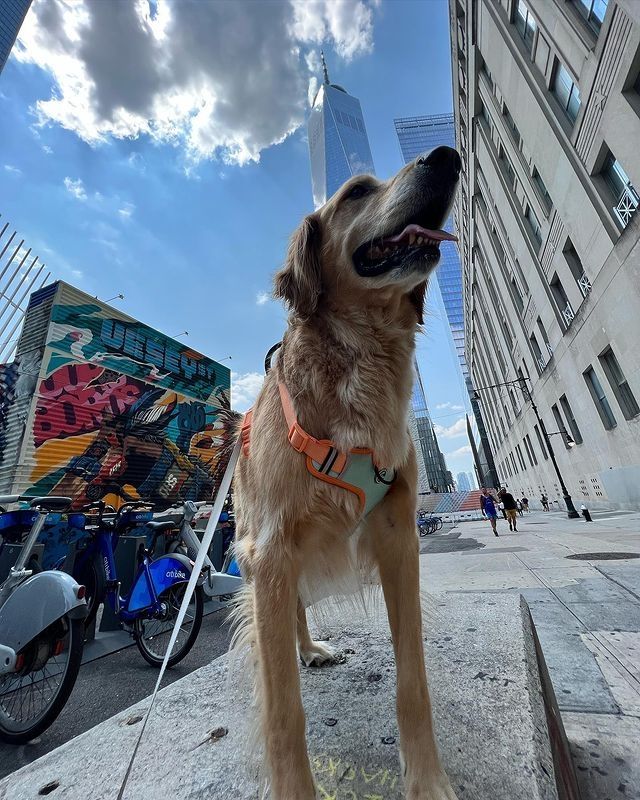 El perro de Loly Antoniale.