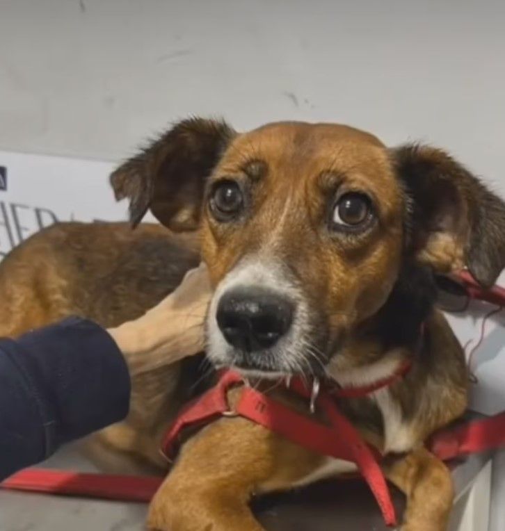 La perrita que adoptó Robertito Funes Ugarte. 