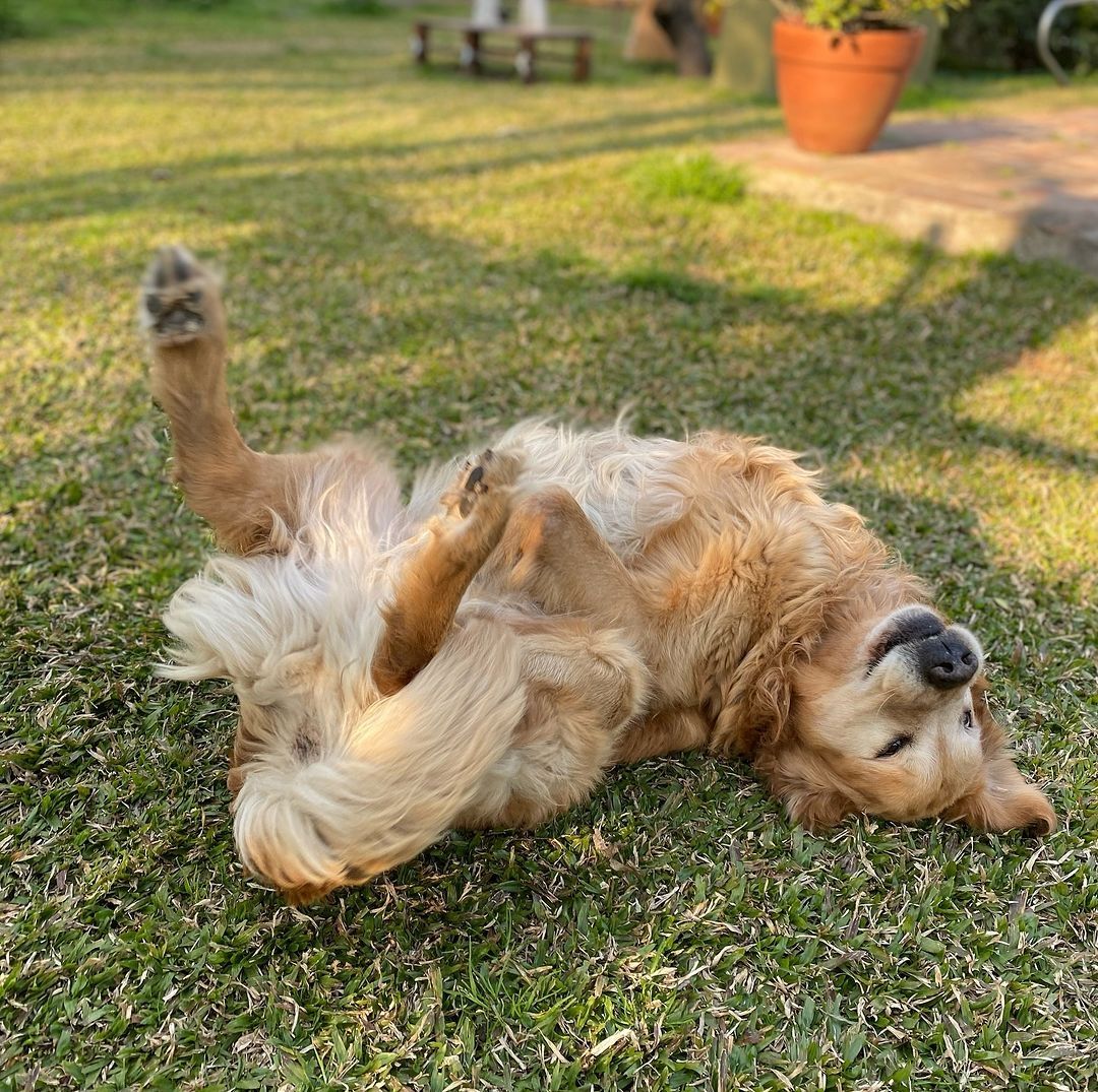 Panza, el perro de Cachete Sierra. 