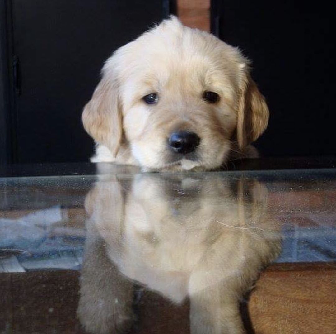 Panza, el perro de Cachete Sierra. 