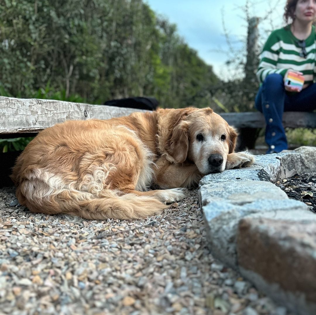 Panza, el perro de Cachete Sierra. 