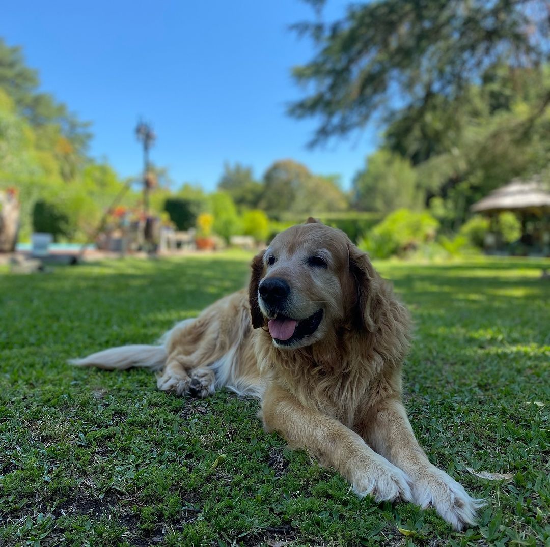 Panza, el perro de Cachete Sierra. 