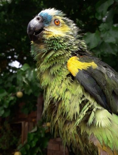  Loro amazona. Super traficado, porque tiene la desgracia de hablar.