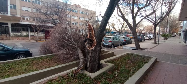 El Zonda tiró decenas de árboles en Mendoza. Foto: Alf Ponce Mercado/MDZ