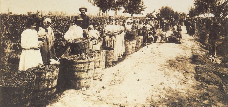 Los cosechadores de Bodegas López en el año 1900 Foto: Gentileza Bodegas López