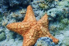 una fotografia argentina entre las mejores del mundo submarino