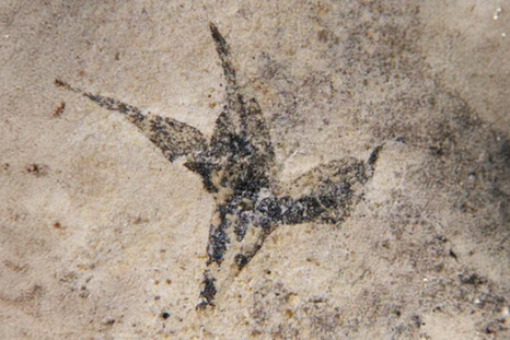 Según el Conicet, es la flor fosilizada más antigua en Argentina y Sudamérica Según el Conicet, es la flor fosilizada más antigua en Argentina y Sudamérica