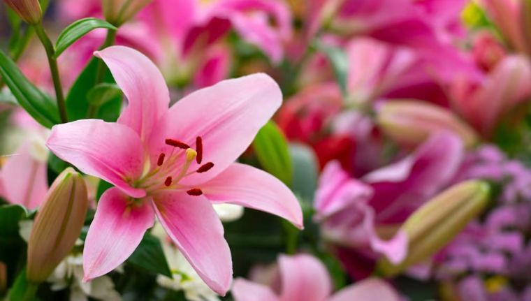 Las plantas que mejor absorben el agua de lluvia y beneficiarán tu jardín (Shutterstock).