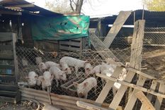 que es la triquinosis, la enfermedad que tiene en vilo a una provincia del litoral