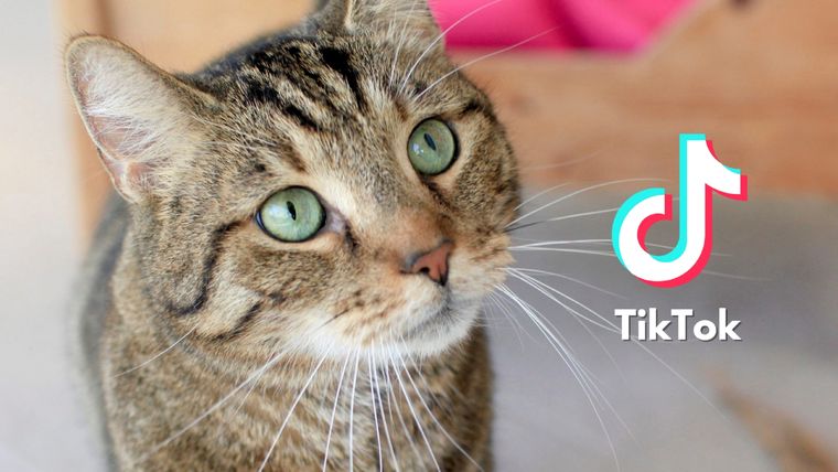 Estos animales protagonizan situaciones muy graciosas