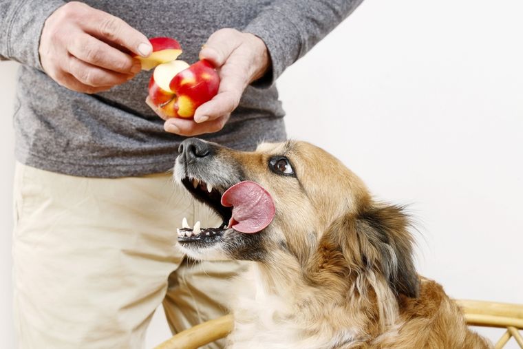 La manzana es una de las frutas más recomendadas para la salud de los perros. Foto: Shutterstock