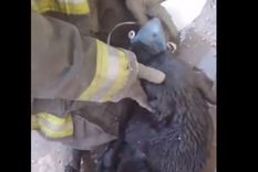 El perro estaba inconsciente El perro estaba inconsciente