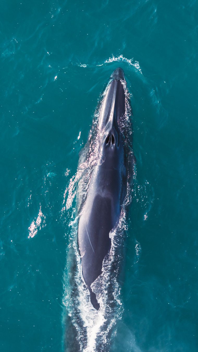 Las ballenas Sei no se veía en estas costas desde hace casi un siglo y que hoy protagonizan el inicio de un proceso inédito de avistamientos turísticos. sustentables en Comodoro.