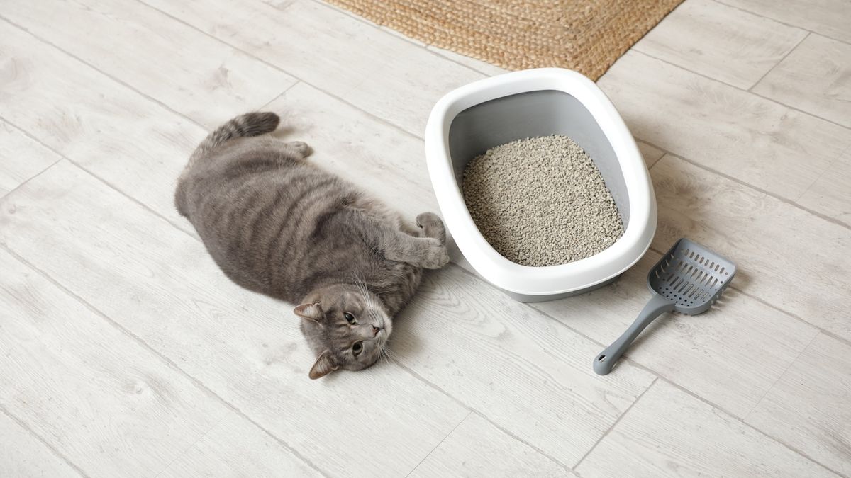 Por qué todos están poniendo bicarbonato de sodio en el arenero de los gatos