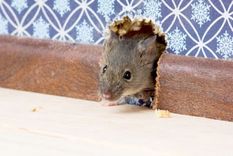 La inteligencia artificial dio este consejo para mantener la limpieza de su hogar Foto: Dreamstime La inteligencia artificial dio este consejo para mantener la limpieza de su hogar Foto: Dreamstime