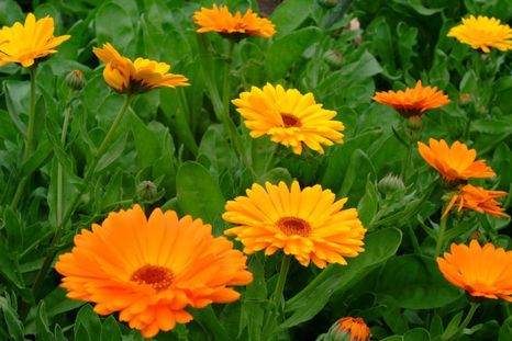 Elegir plantas de metabolismo frío es el mejor truco para asegurar un jardín siempre verde sin gastar de más en protección. Foto: Archivo Elegir plantas de metabolismo frío es el mejor truco para asegurar un jardín siempre verde sin gastar de más en protección. Foto: Archivo