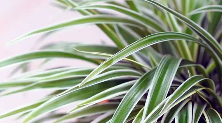 Spider plant (planta de araña). Foto: thesill.com/