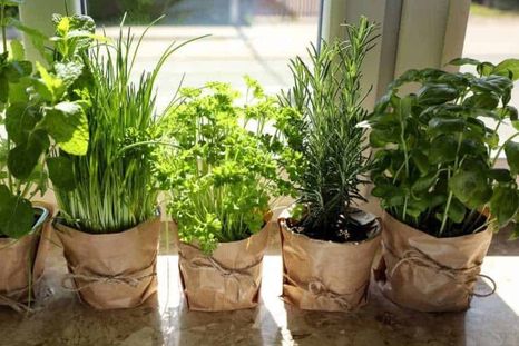 El jardín con hierbas como lavanda, albahaca y citronela reduce la presencia de mosquitos. Foto: Archivo El jardín con hierbas como lavanda, albahaca y citronela reduce la presencia de mosquitos. Foto: Archivo