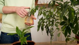 Este truco casero es clave para el crecimiento de las plantas del jardín.
