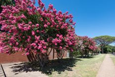 Árbol de Júpiter Es uno de los árboles xerófitos para tu jardín Foto: Shutterstock