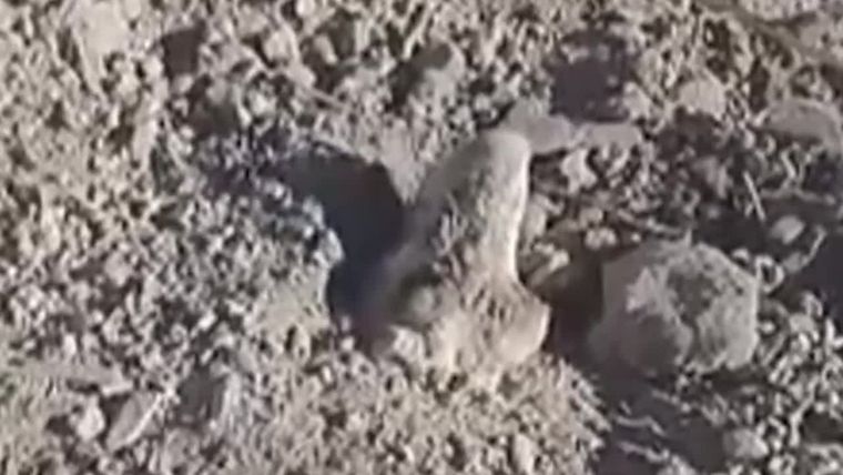 El perro asomando la cabeza y gimiendo tras ser enterrado vivo Foto: Captura de video