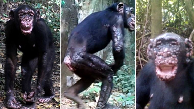 Es la primera vez en la historia que esto sucede. Foto: Hockings, K.J., Mubemba, B., Avanzi, C. et al. Leprosy in wild chimpanzees.