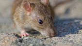 El hantavirus es una enfermedad potencialmente mortal que los roedores contagian a los humanos. Foto: Freepik El hantavirus es una enfermedad potencialmente mortal que los roedores contagian a los humanos. Foto: Freepik