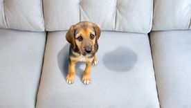 Además de evitar que las mascotas orinen en lugares incorrectos, la casa quedará con un rico aroma Foto: Archivo