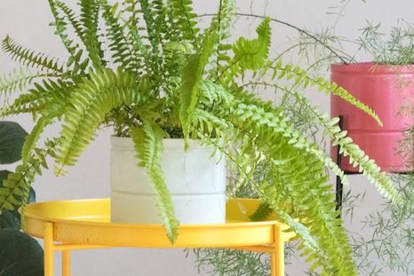 La planta volverá a la vida en poco tiempo. Fuente: Freepik. La planta volverá a la vida en poco tiempo. Fuente: Freepik.