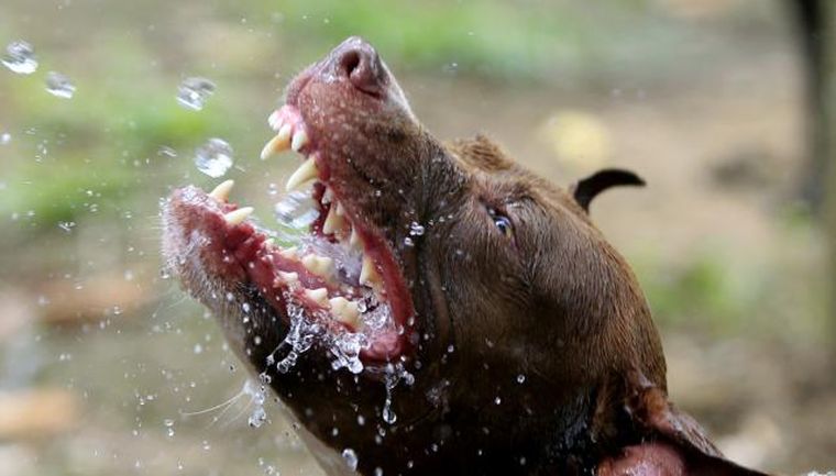 Foto: staticf5b.lavozdelinterior.com.ar