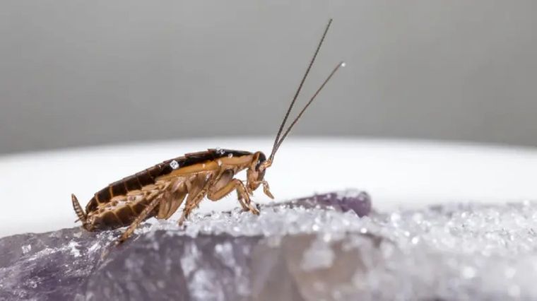 Las llamamos alemanas, pero en realidad son de origen asiático. Foto: GETTY IMAGES