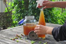 Estos fertilizantes líquidos son oro puro para el jardín Foto: Shutterstock