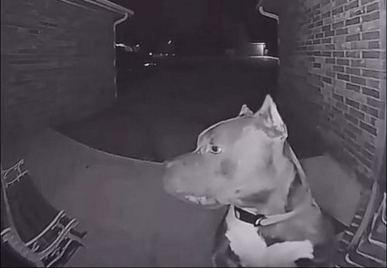 La cámara de seguridad registró el momento en el que el perro toca el timbre de la casa y espera a que le abran la puerta. Foto: Captura de video