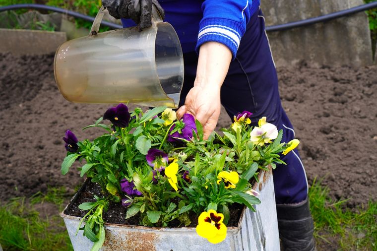 La mejor manera de cuidar las plantas. Foto: Shutterstock