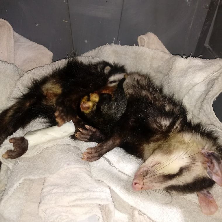 La comadreja hembra fue intervenida en la Fundación Cullunche. Foto: Fundación Cullunche