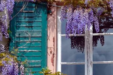 MDZol | Glicinia o flor de pluma (wisteria sinensis) es una planta trepadora muy apreciada en los jardines clásicos que se adapta a distintos climas. Foto: clara.es