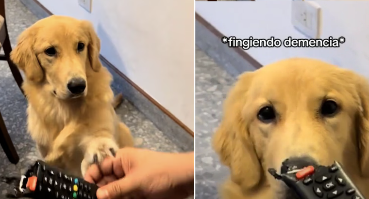 El video acumula más de 300 mil reproducciones en redes. Foto: Archivo