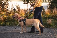 La Andis regula el uso de credenciales oficiales para garantizar el derecho de acceso y permanencia. Foto: Shutterstock La Andis regula el uso de credenciales oficiales para garantizar el derecho de acceso y permanencia. Foto: Shutterstock