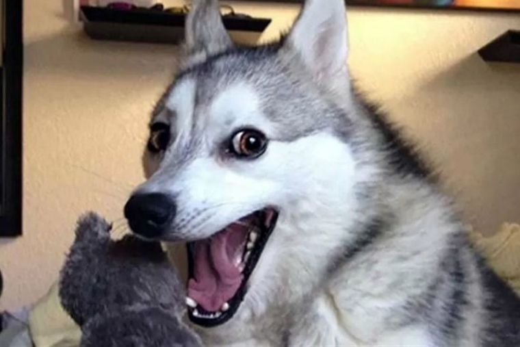 PERRO Foto: Alejandro CHC