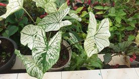 Estas plantas tropicales se adaptan a interiores con poca luz y requieren riego moderado. Foto: Shutterstock Estas plantas tropicales se adaptan a interiores con poca luz y requieren riego moderado. Foto: Shutterstock