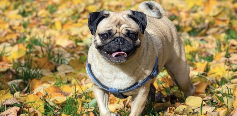 Las principales curiosidades de esta raza particular y adorable Foto: Shutterstock